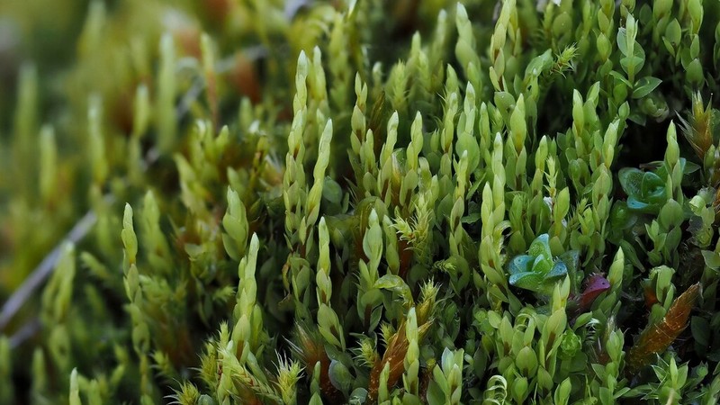 Cyrtomnium Moss
