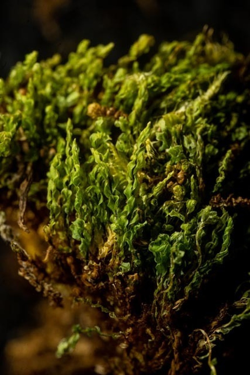 Cyrtomnium Moss photo 2