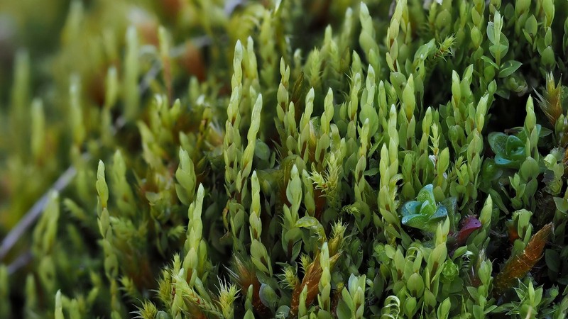 Cyrtomnium Moss photo 3