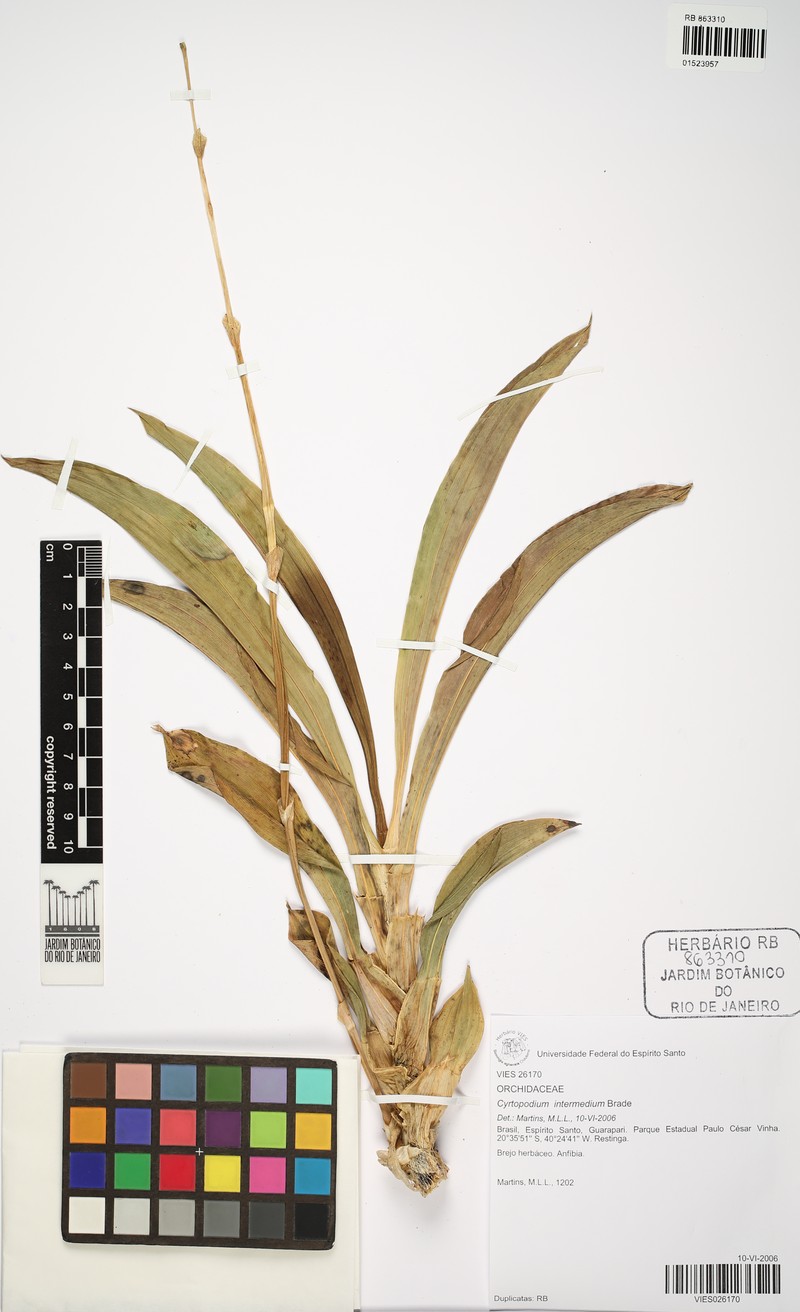Cyrtopodium × intermedium