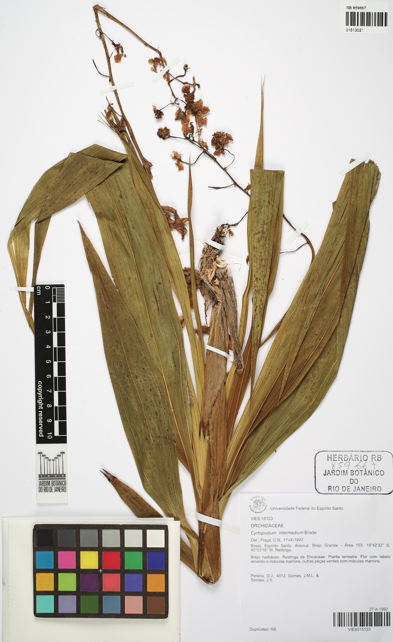 Cyrtopodium × intermedium photo 2