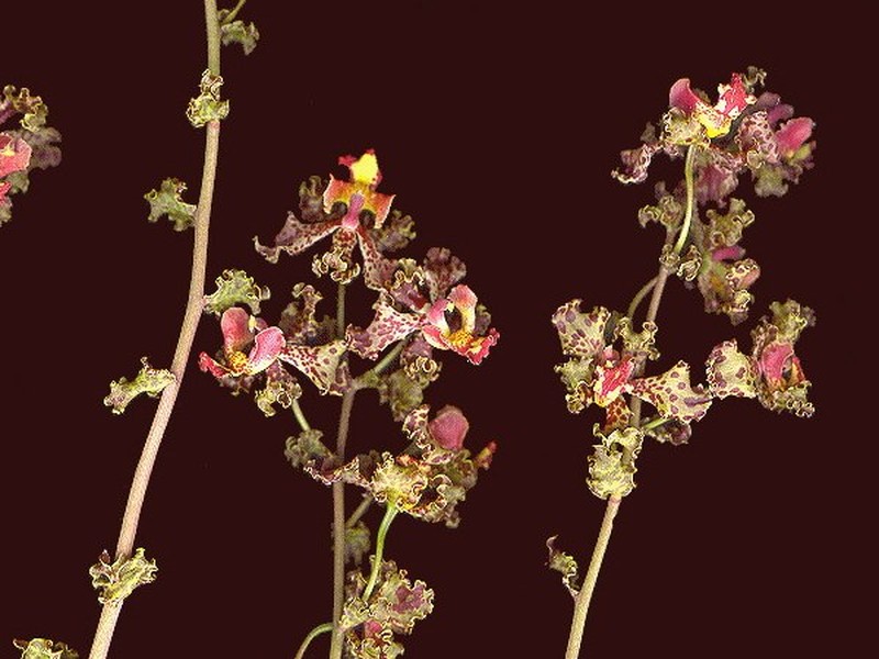 Cyrtopodium aliciae