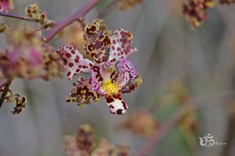 Cyrtopodium aliciae photo 2