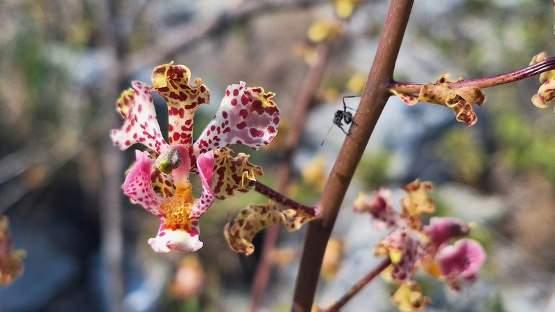 Cyrtopodium aliciae photo 3