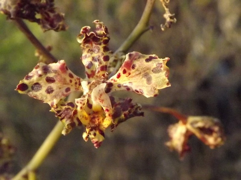 Cyrtopodium aliciae photo 5