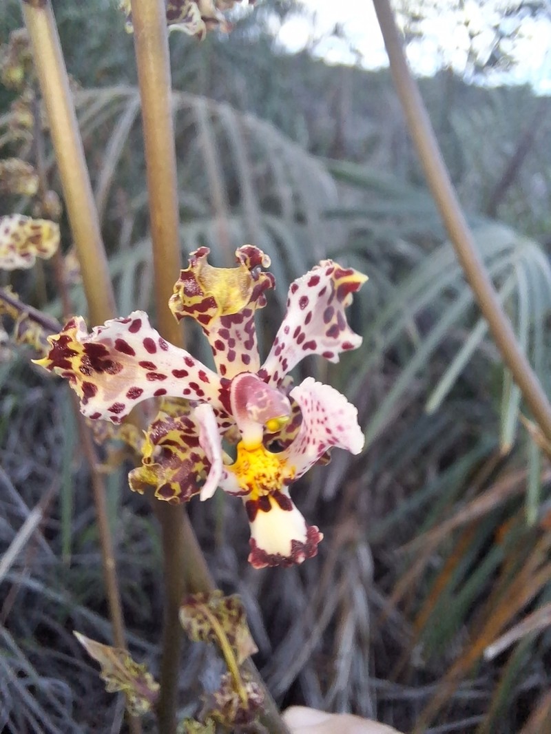 Cyrtopodium aliciae photo 6