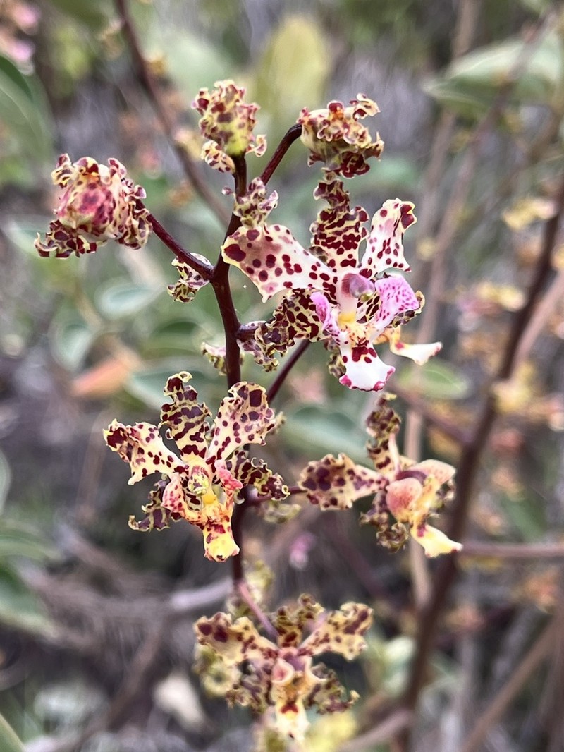 Cyrtopodium aliciae photo 7