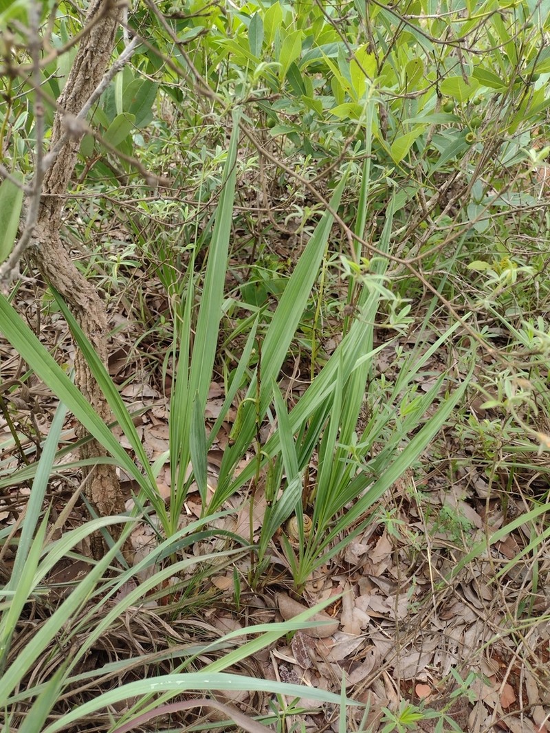 Cyrtopodium blanchetii