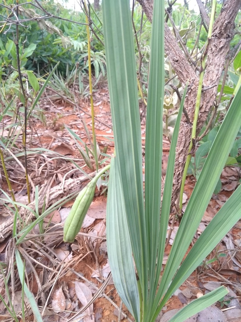 Cyrtopodium blanchetii photo 2