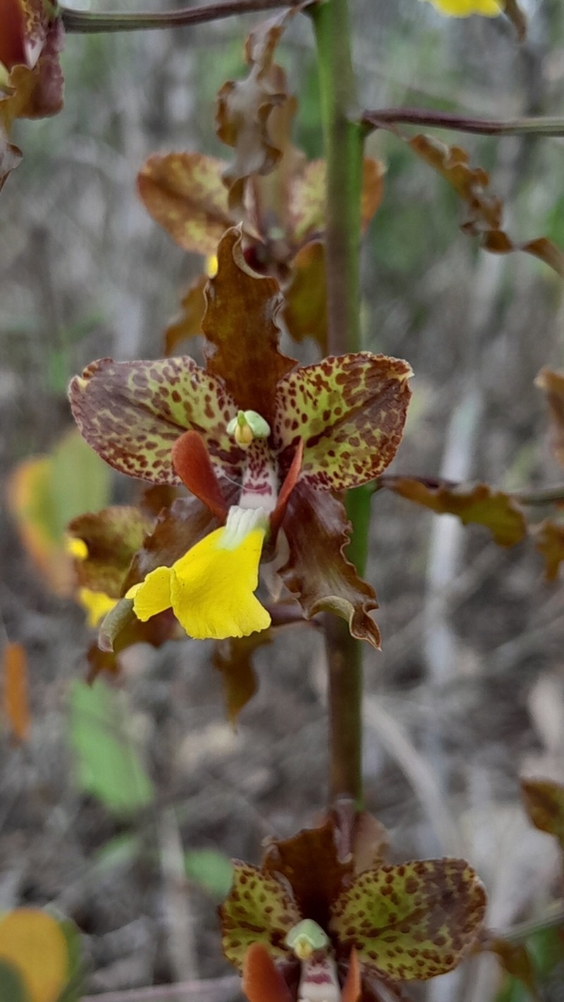 Cyrtopodium blanchetii photo 3