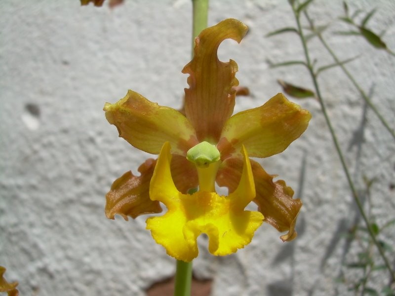 Cyrtopodium braemii