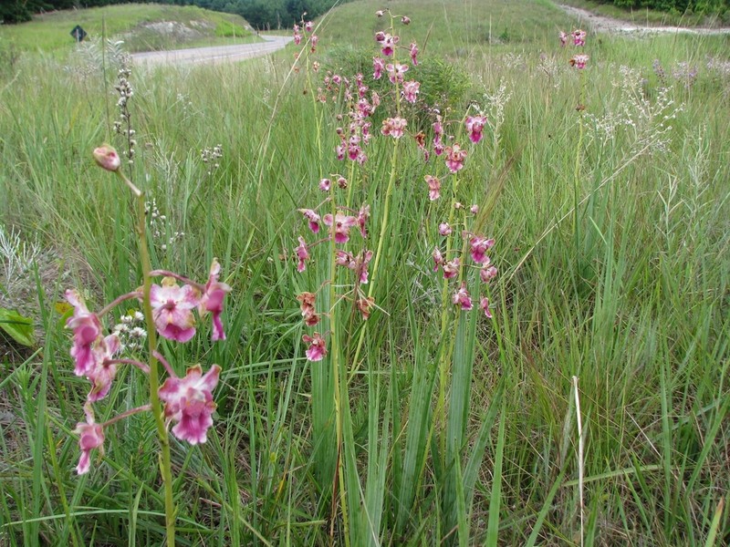 Cyrtopodium brandonianum photo 2
