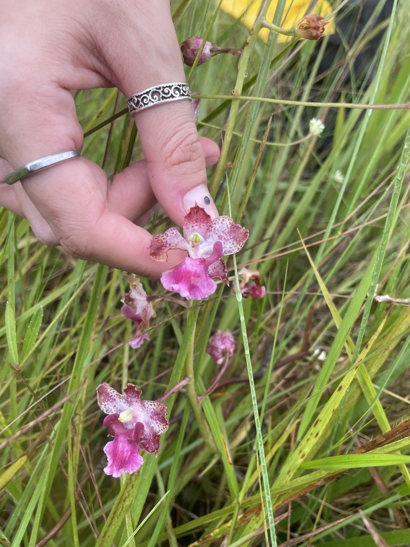 Cyrtopodium brandonianum photo 3
