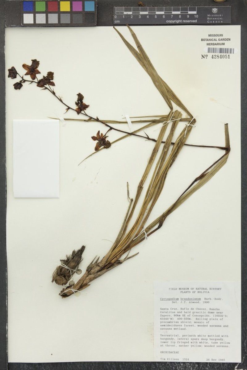 Cyrtopodium brandonianum photo 4