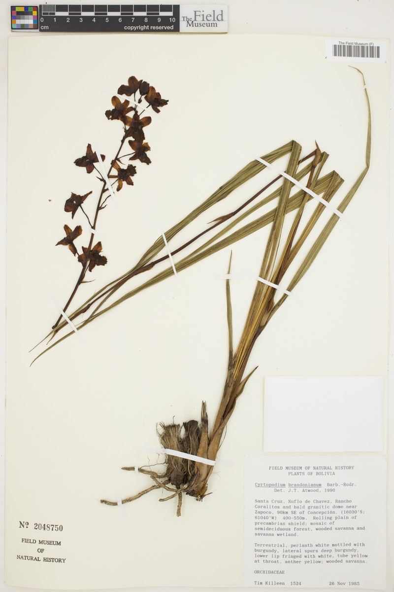 Cyrtopodium brandonianum photo 5