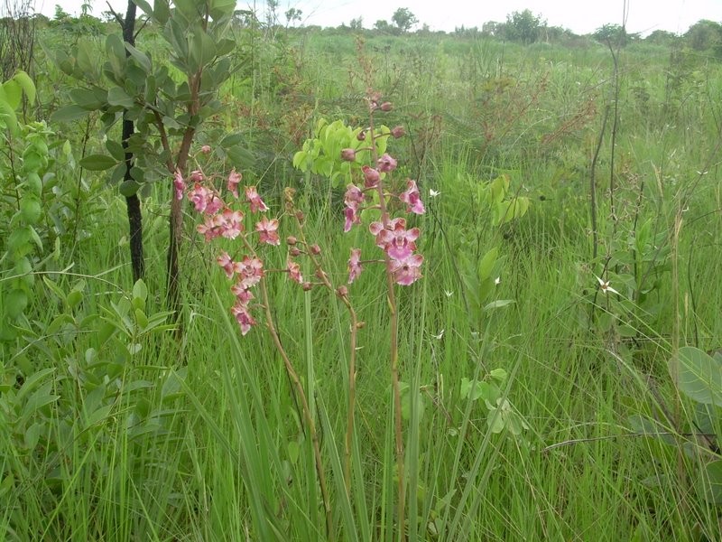 Cyrtopodium brandonianum