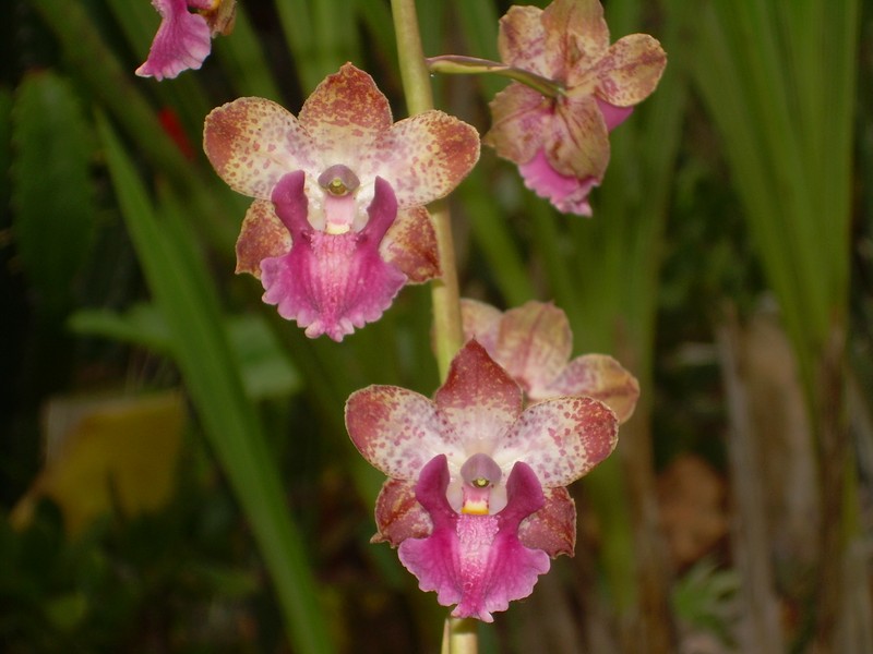 Cyrtopodium brandonianum photo 6