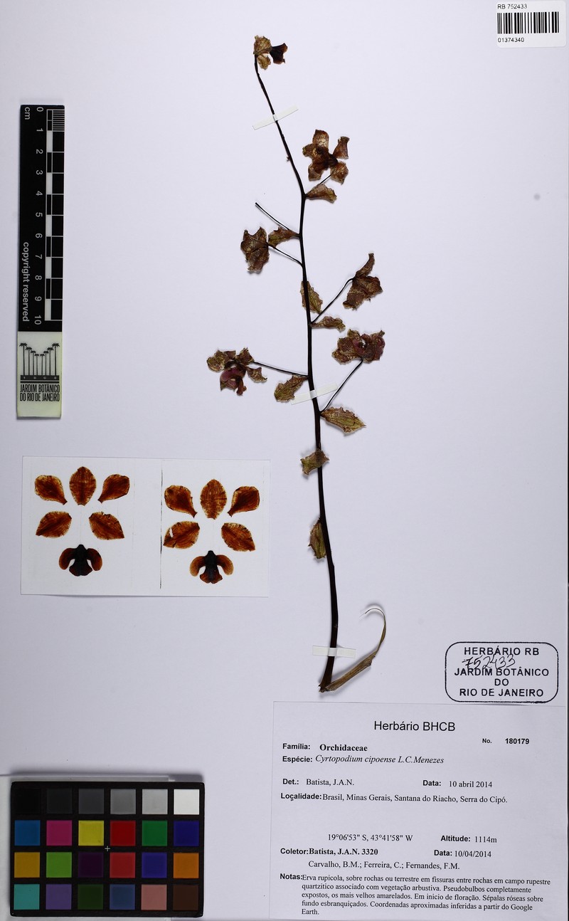 Cyrtopodium cipoense photo 8