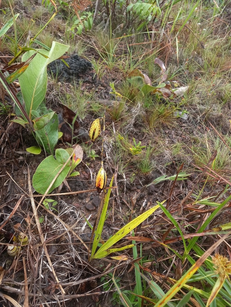 Cyrtopodium cristatum photo 2