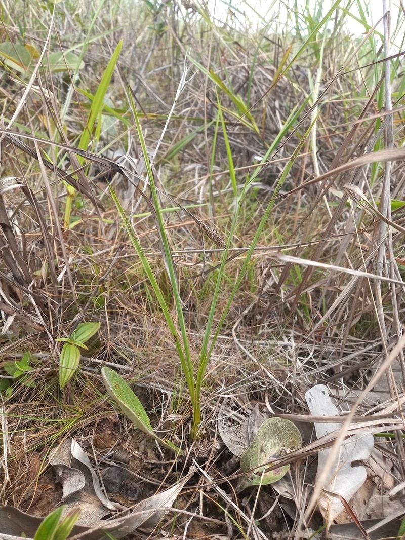 Cyrtopodium cristatum photo 3