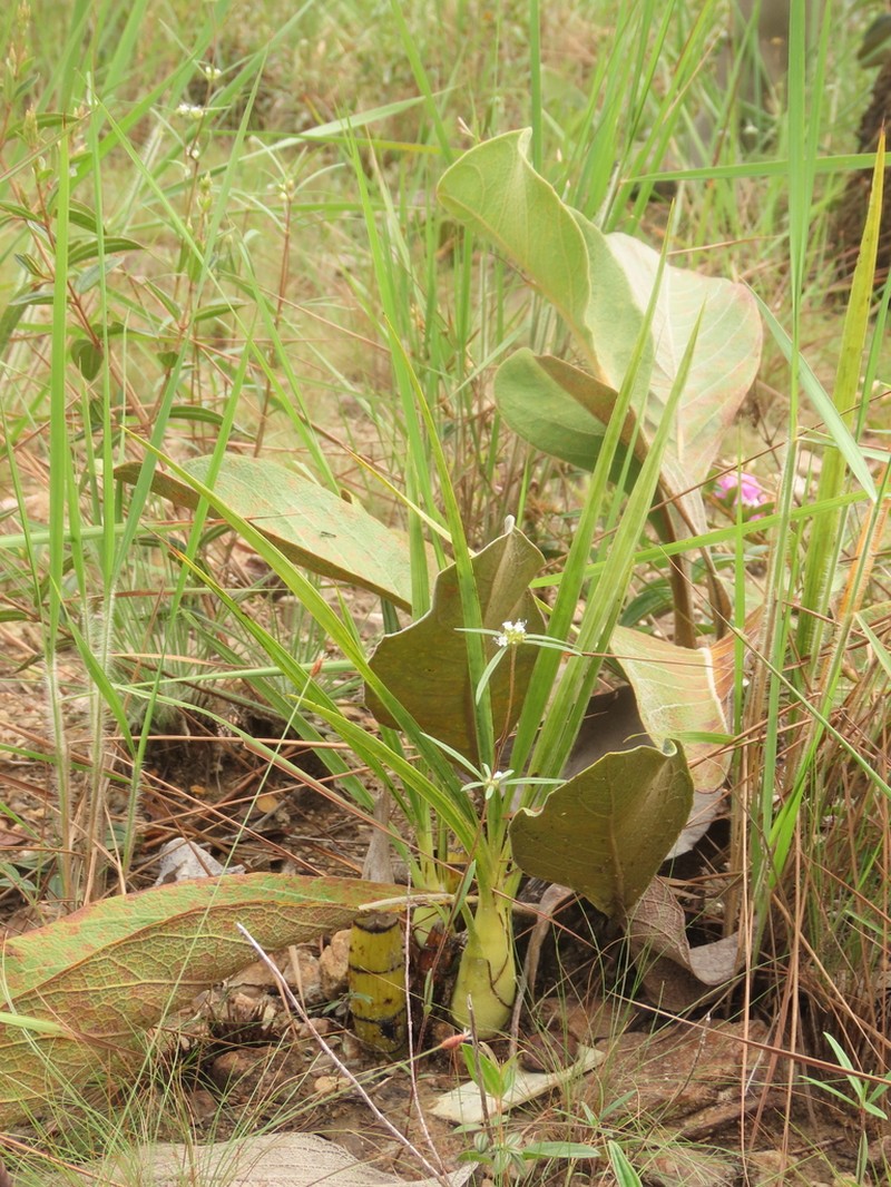 Cyrtopodium cristatum photo 4