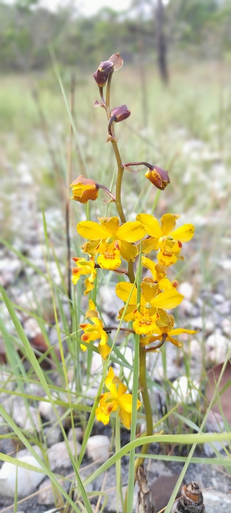Cyrtopodium cristatum photo 5