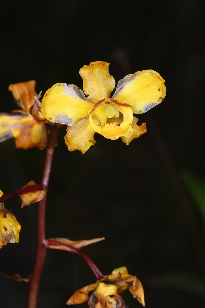 Cyrtopodium cristatum photo 6
