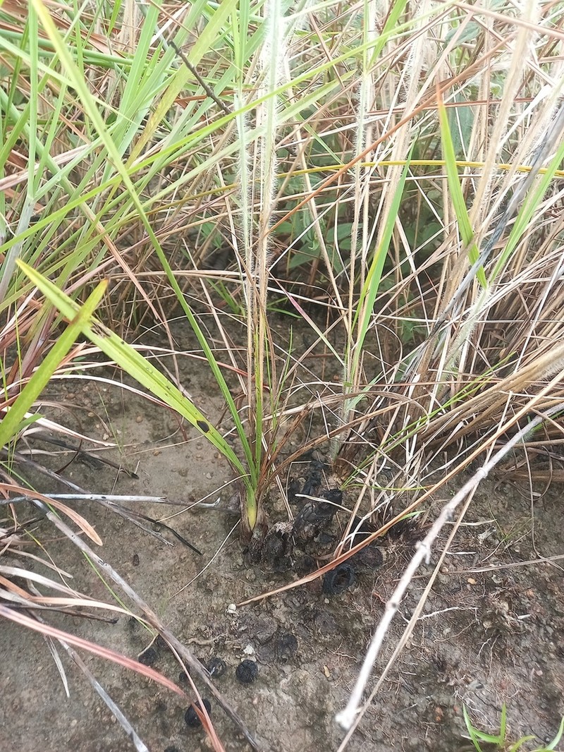 Cyrtopodium cristatum photo 7