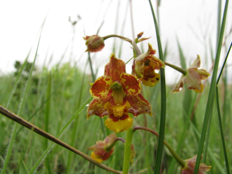 Cyrtopodium dusenii