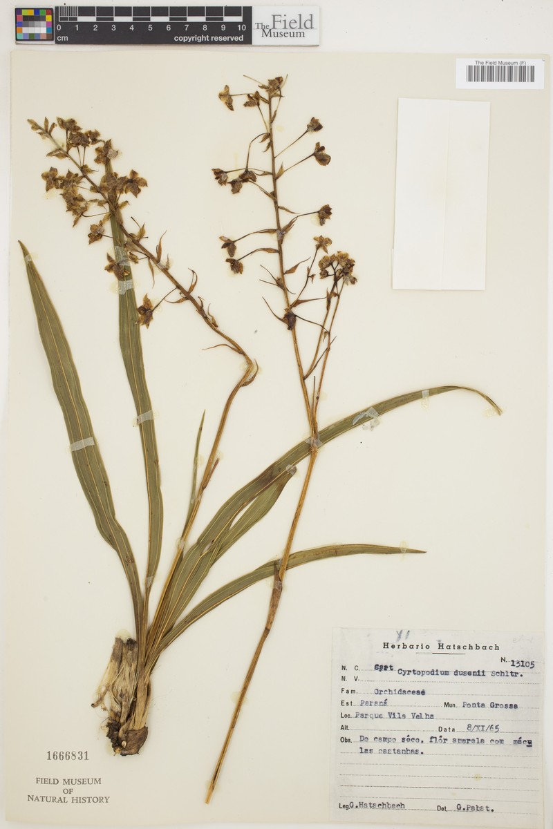 Cyrtopodium dusenii photo 2