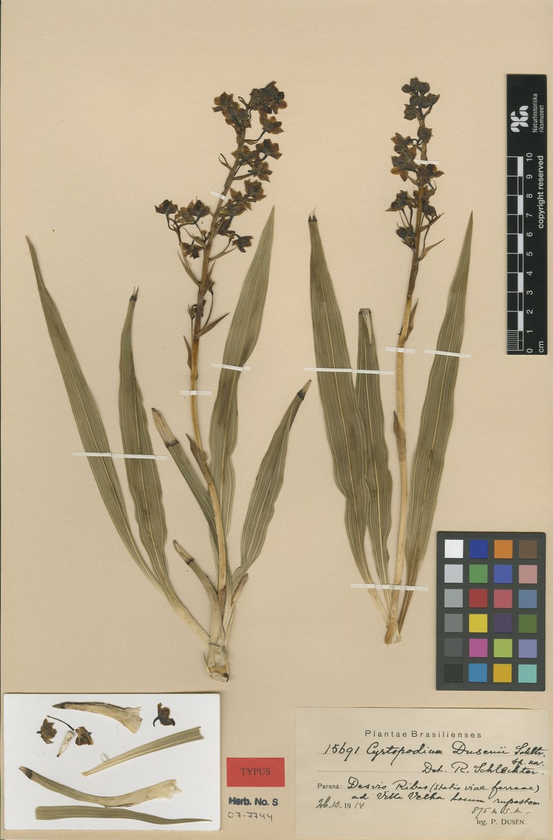 Cyrtopodium dusenii photo 3