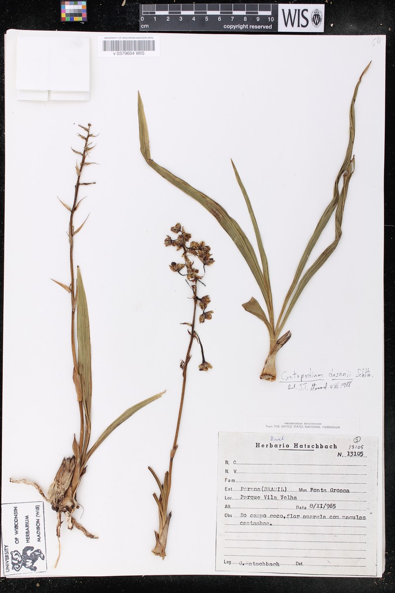 Cyrtopodium dusenii photo 4