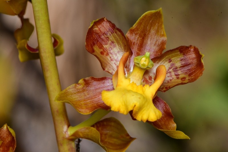 Cyrtopodium eugenii