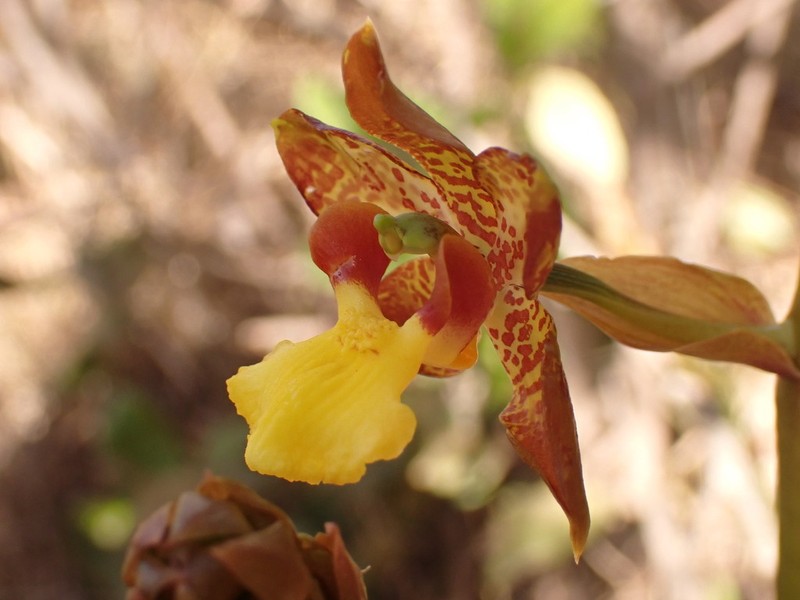 Cyrtopodium eugenii photo 3