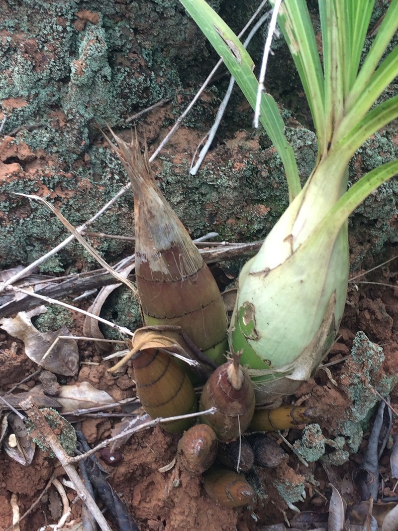 Cyrtopodium eugenii photo 6
