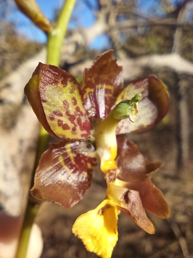 Cyrtopodium eugenii photo 7