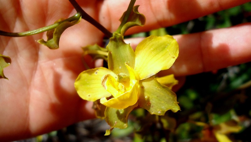 Terrestrial Cowhorn Orchid photo 2