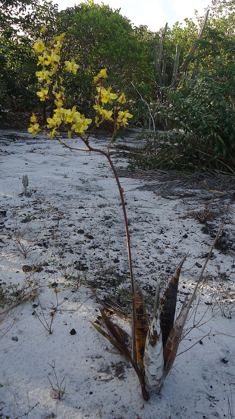 Terrestrial Cowhorn Orchid photo 3
