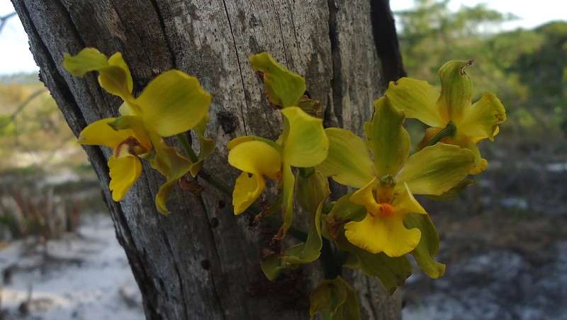 Terrestrial Cowhorn Orchid photo 4
