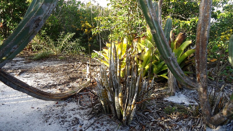 Terrestrial Cowhorn Orchid photo 5
