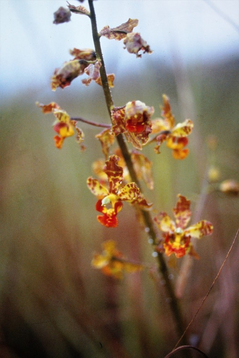 Cyrtopodium fowliei
