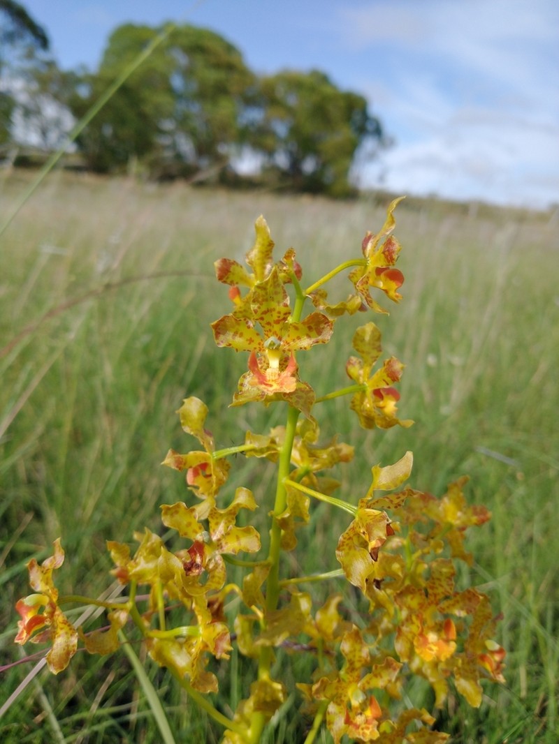 Cyrtopodium fowliei photo 2