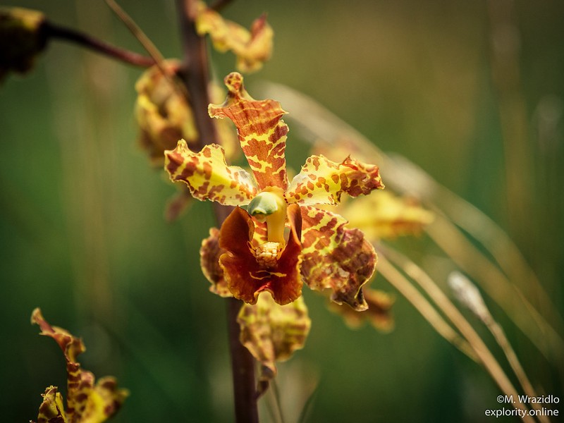 Cyrtopodium fowliei photo 3
