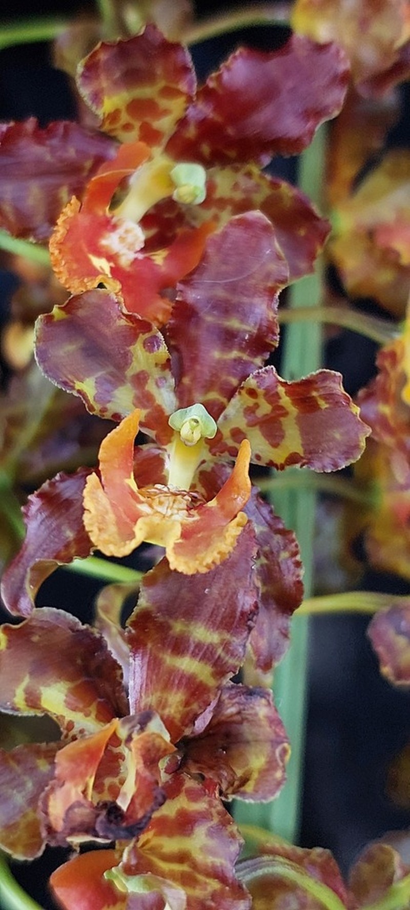 Cyrtopodium fowliei photo 4
