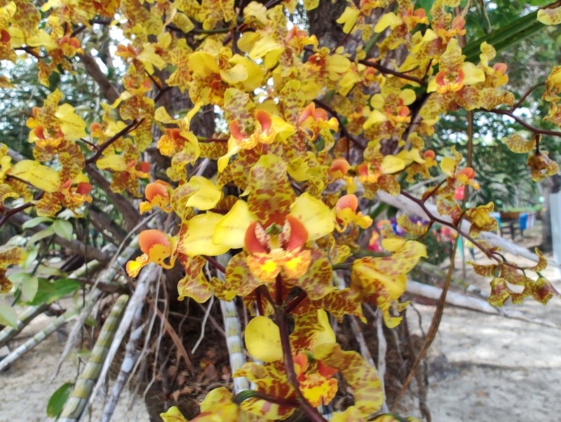 Cyrtopodium gigas