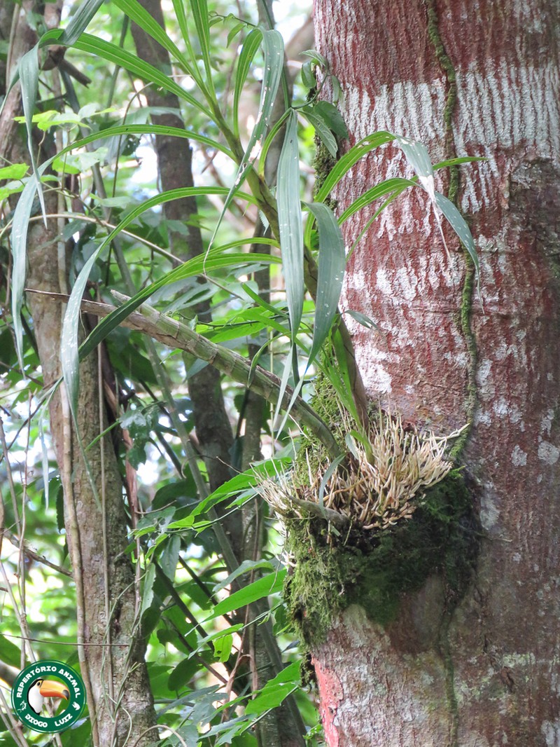 Cyrtopodium gigas photo 3