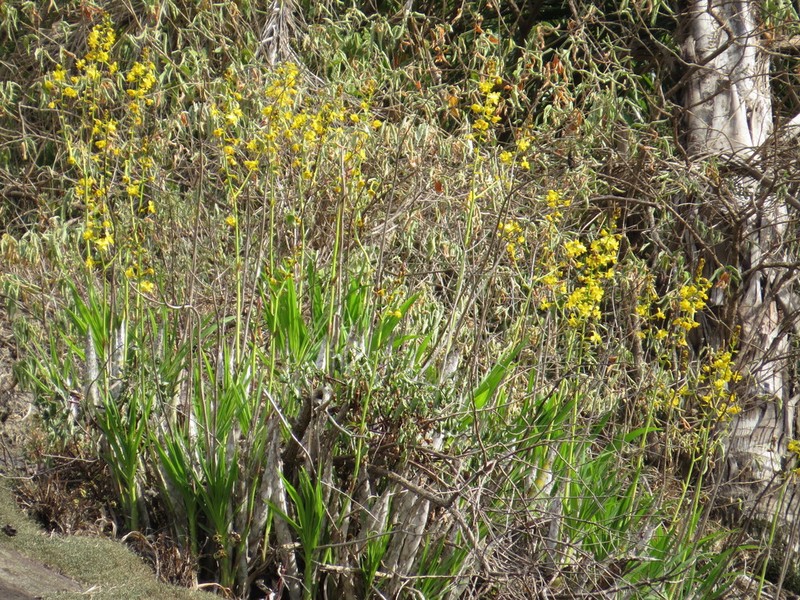 Cyrtopodium glutiniferum