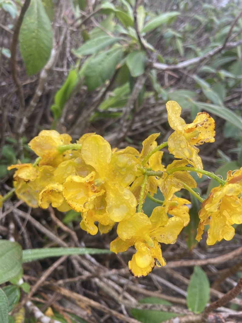 Cyrtopodium glutiniferum photo 3