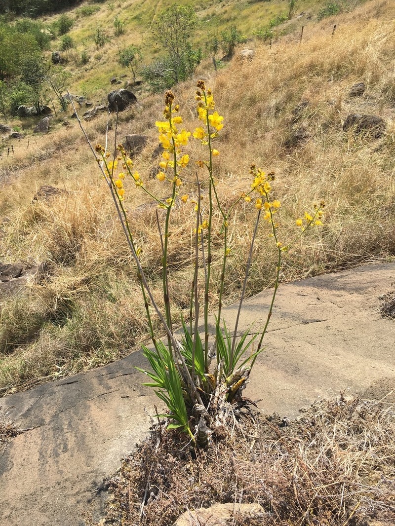 Cyrtopodium glutiniferum photo 4