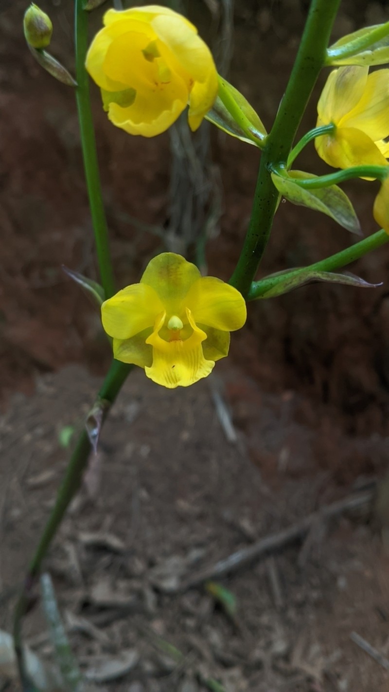 Cyrtopodium glutiniferum photo 5